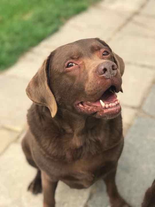 A chocolate Labrador looking up and smiling