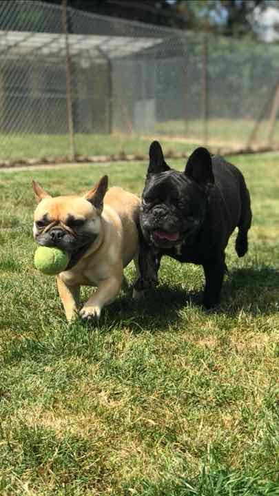 Two French Bulldogs running with a tennis ball
