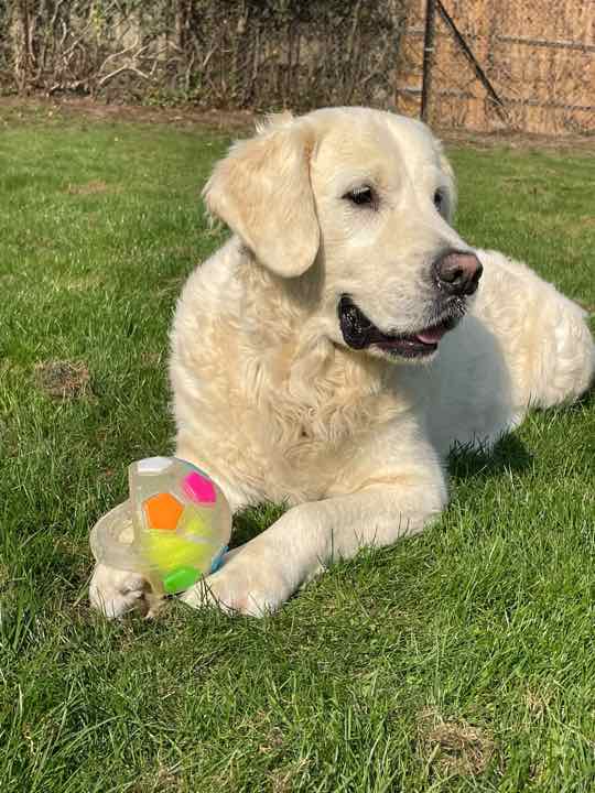 A golden retriever lying on the grass with a colourful toy ball