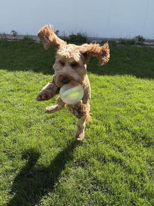 A curly apricot dog leaping across the lawn with a ball in its mouth