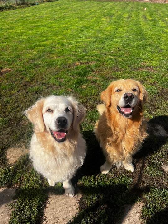 Two golden retrievers, one cream and one gold, sitting together on the grass
