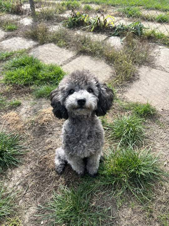 A small grey poodle sitting on the garden path and looking up