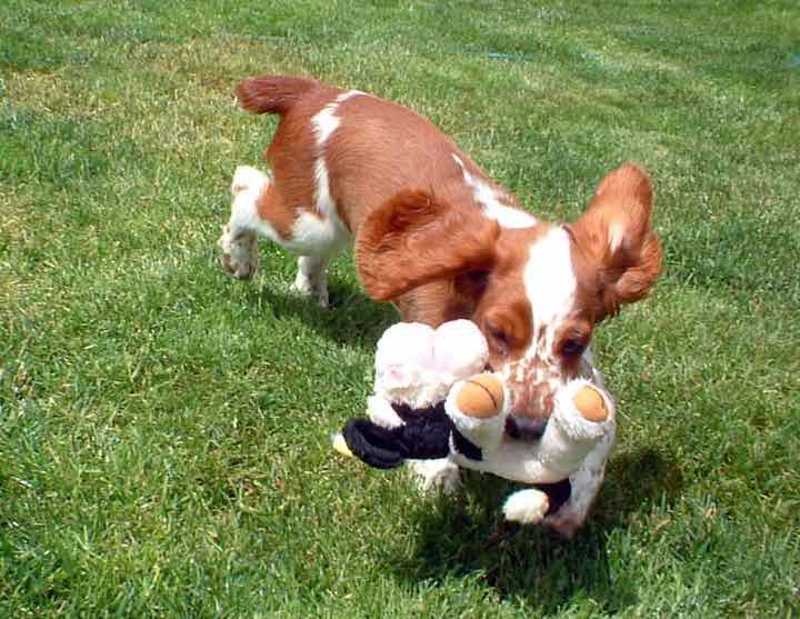 A spaniel playing with a soft toy on the grass