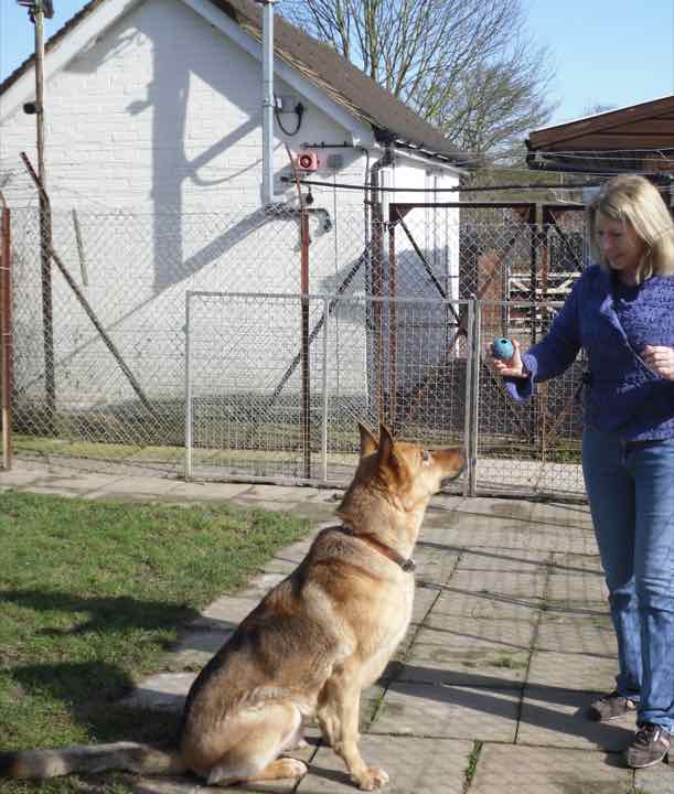 A German Shepherd sitting for a treat in the yard