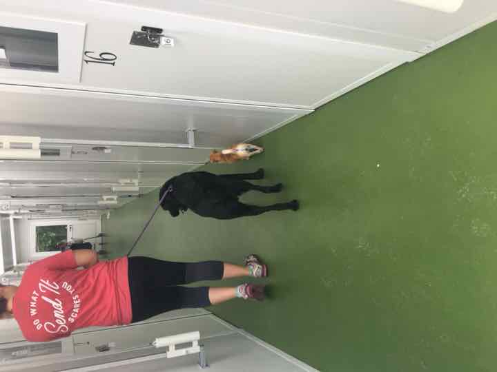 A member of staff walking a black Labrador through the kennel block