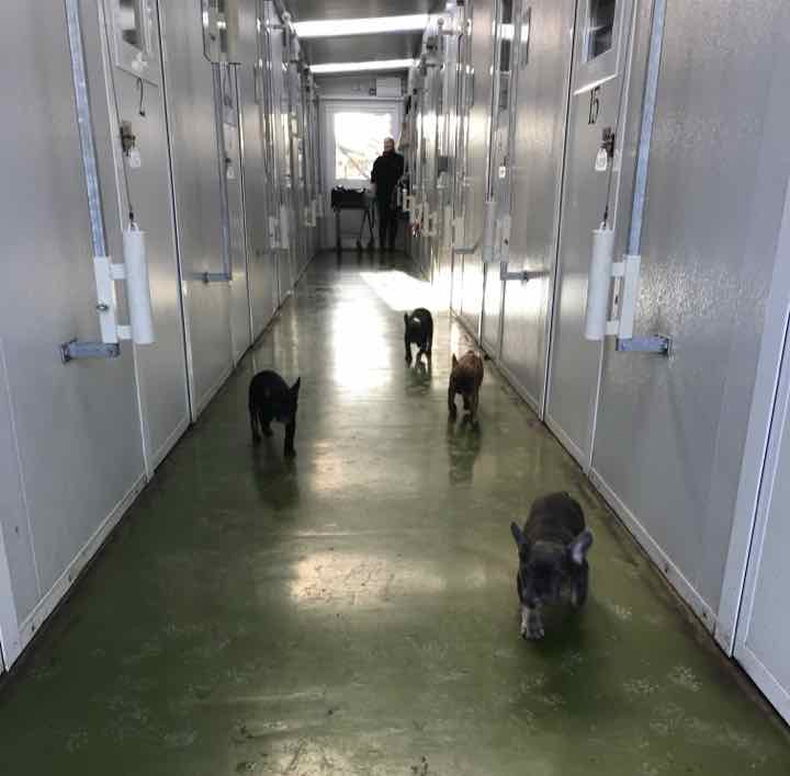Dogs trotting down the corridor of the kennel block