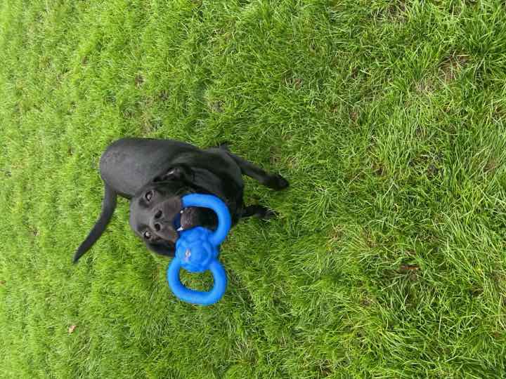A black Labrador with a blue toy on the grass