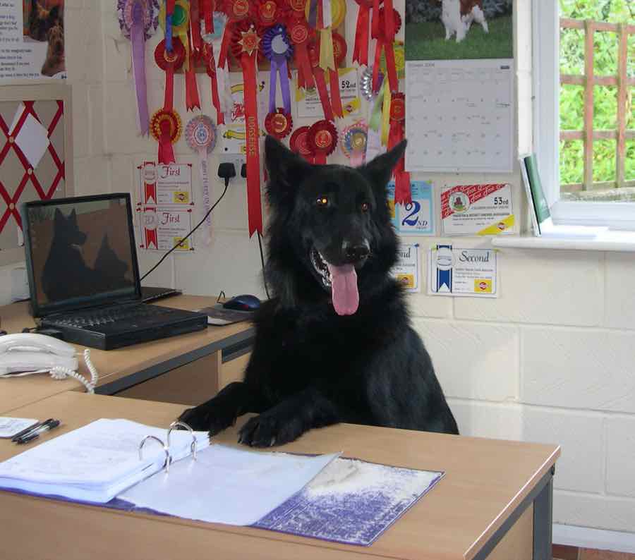 A black dog sitting behind the reception desk among rosettes